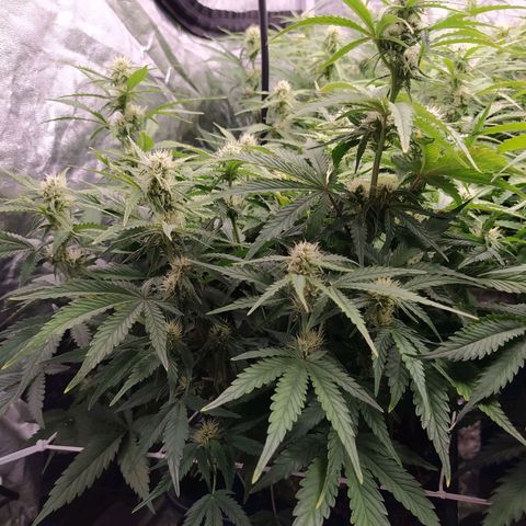 Gelato Auto #1 growlog timeline photo