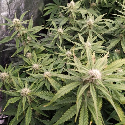 Gelato Auto #1 growlog timeline photo