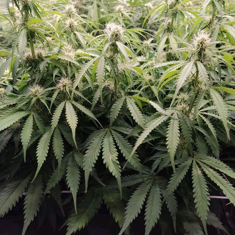 Lemon Pie Auto #1 growlog timeline photo