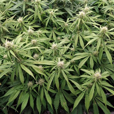 Lemon Pie Auto #1 growlog timeline photo