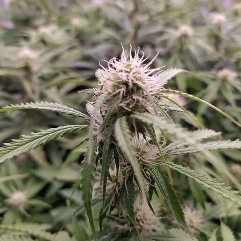Lemon Pie Auto #1 growlog timeline photo