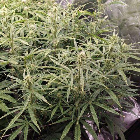 West Coast O.G. #2 growlog timeline photo