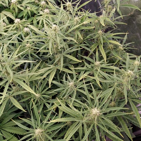 West Coast O.G. #2 growlog timeline photo