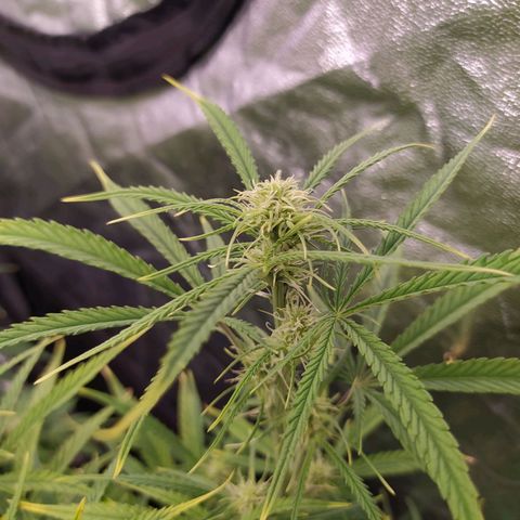 West Coast O.G. #2 growlog timeline photo