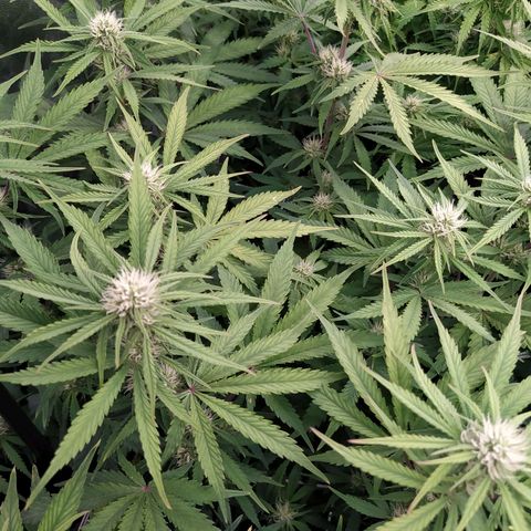 West Coast O.G. #1 growlog timeline photo