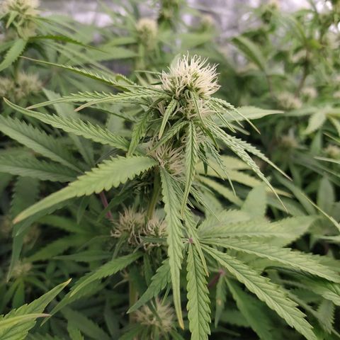 West Coast O.G. #1 growlog timeline photo