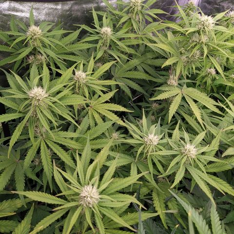 West Coast O.G. #1 growlog timeline photo