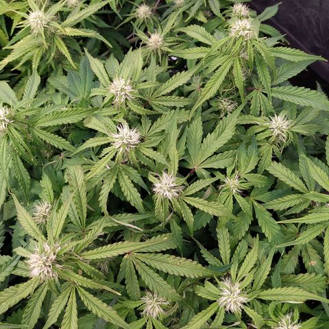 Gorilla Glue #1 growlog timeline photo