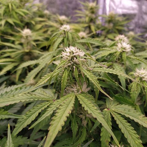 Gorilla Glue #1 growlog timeline photo
