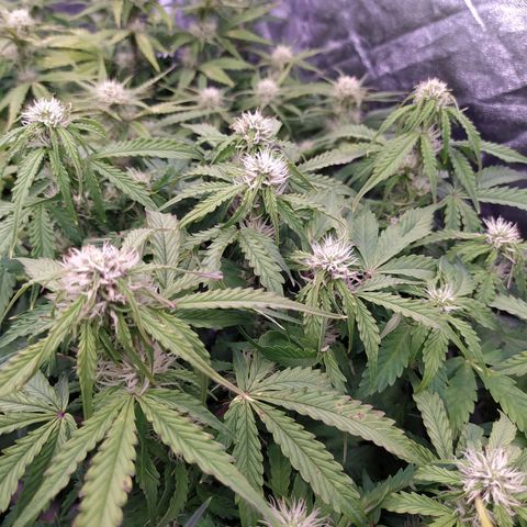 Gorilla Glue #1 growlog timeline photo
