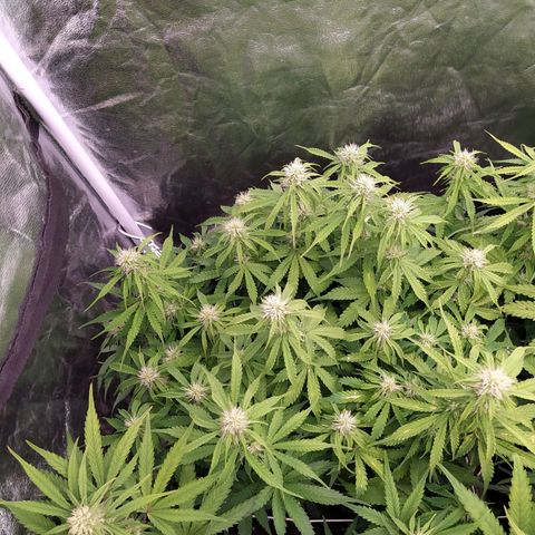 Gorilla Glue #2 growlog timeline photo