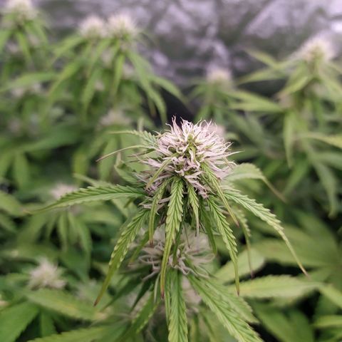 Gorilla Glue #2 growlog timeline photo