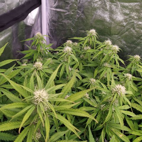 Gorilla Glue #2 growlog timeline photo