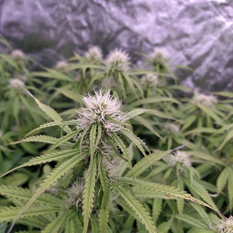 Lemon Pie Auto #2 growlog timeline photo