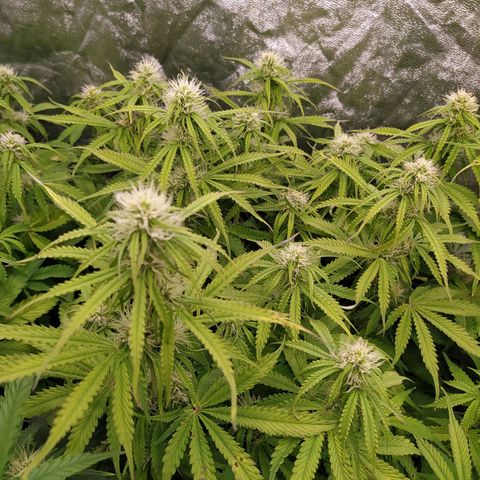 Lemon Pie Auto #2 growlog timeline photo