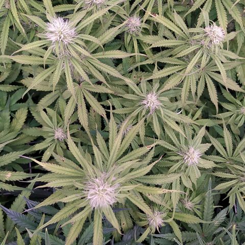 Lemon Pie Auto #2 growlog timeline photo