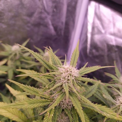 Gelato Auto #2 growlog timeline photo