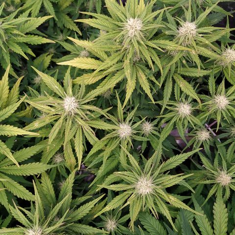 Gelato Auto #2 growlog timeline photo