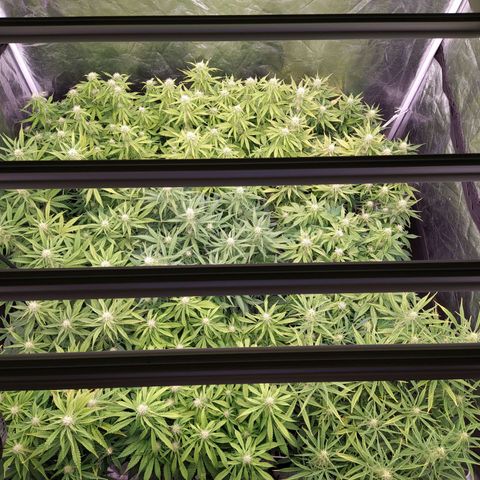 West Coast O.G. #2 growlog timeline photo