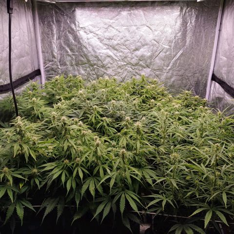 West Coast O.G. #2 growlog timeline photo