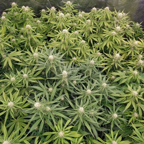 West Coast O.G. #2 growlog timeline photo