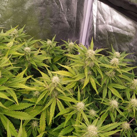 Gelato Auto #2 growlog timeline photo