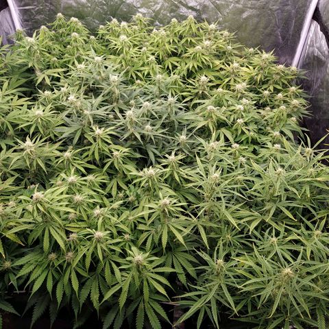West Coast O.G. #2 growlog timeline photo