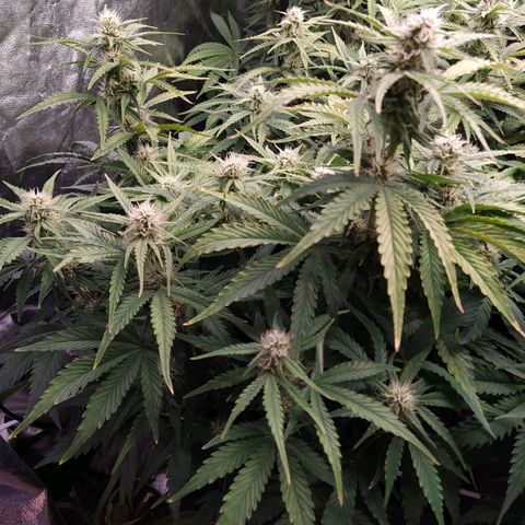 Gelato Auto #1 growlog timeline photo