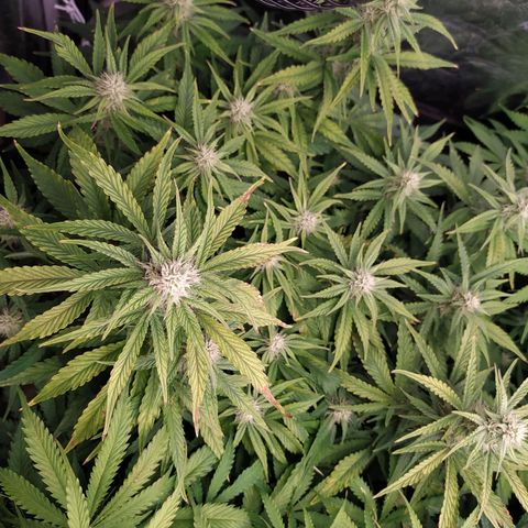 Gelato Auto #1 growlog timeline photo