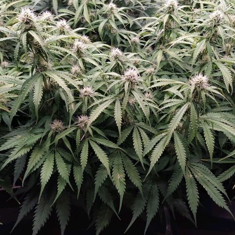 Lemon Pie Auto #1 growlog timeline photo