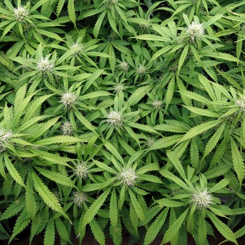 Lemon Pie Auto #1 growlog timeline photo