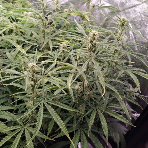 West Coast O.G. #2 growlog timeline photo