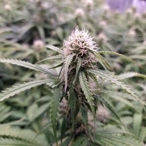 Lemon Pie Auto #1 growlog timeline photo