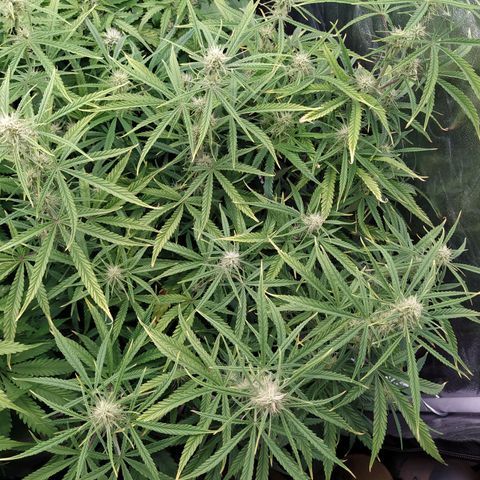 West Coast O.G. #2 growlog timeline photo