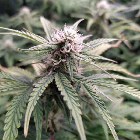Gelato Auto #1 growlog timeline photo