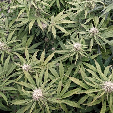 West Coast O.G. #1 growlog timeline photo