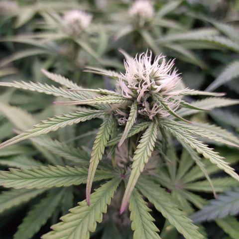 West Coast O.G. #1 growlog timeline photo