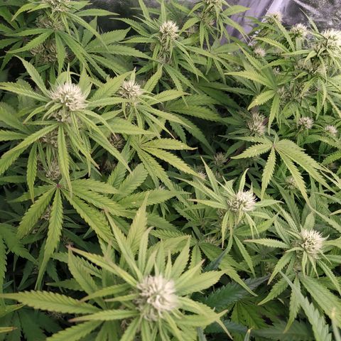 West Coast O.G. #1 growlog timeline photo