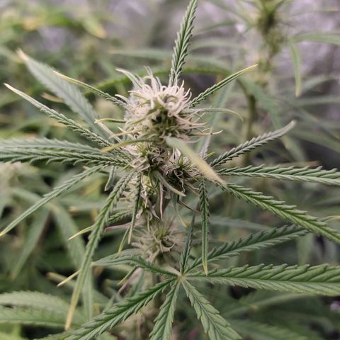 West Coast O.G. #2 growlog timeline photo