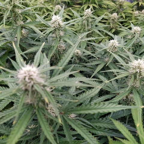 Original Auto OG Kush growlog timeline photo