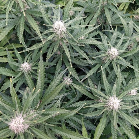 Original Auto OG Kush growlog timeline photo