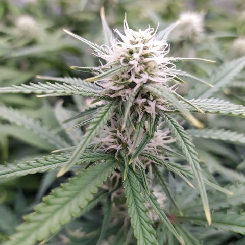 Original Auto OG Kush growlog timeline photo
