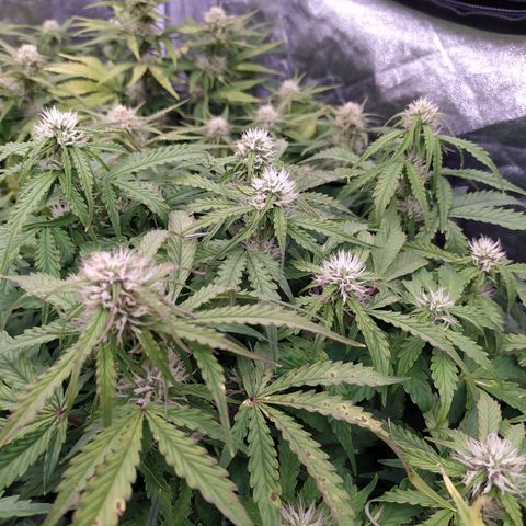Gorilla Glue #1 growlog timeline photo