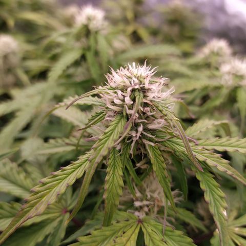 Gorilla Glue #1 growlog timeline photo