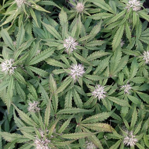 Gorilla Glue #1 growlog timeline photo