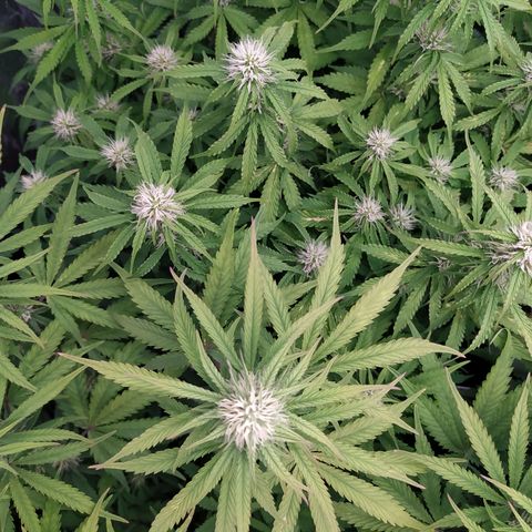 Gorilla Glue #2 growlog timeline photo