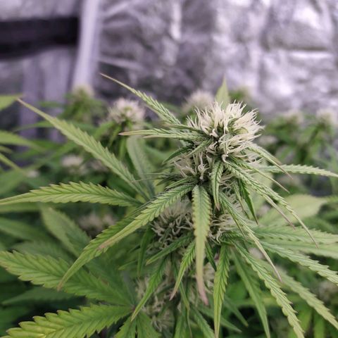 Gorilla Glue #2 growlog timeline photo