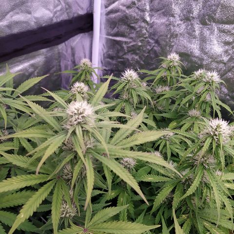 Gorilla Glue #2 growlog timeline photo