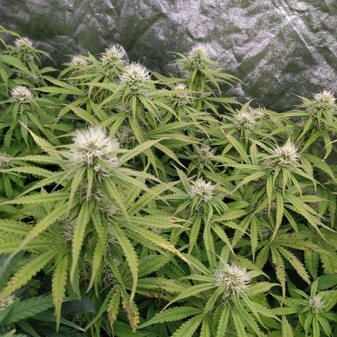 Lemon Pie Auto #2 growlog timeline photo