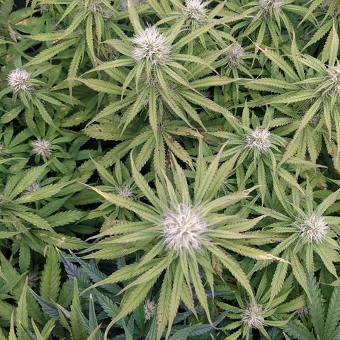 Lemon Pie Auto #2 growlog timeline photo